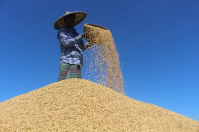 A farm labourer winnowing the thrashed grain over a heap of grain. The photo was taken from Islampur village of Sylhet district. According to the Department of Agricultural Extensions (DAE), about nine lakh tons of paddy will be harvested from the fields in four districts under Sylhet Division || Dhaka Tribune