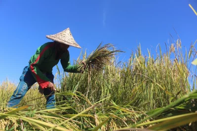 Paddy growers have already begun harvesting their fields in four districts under Sylhet division. The crops rose against all the odds this Aman season (August-November), bringing hearty smiles on their faces || Dhaka Tribune