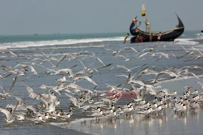 Birds of a feather - and humans of a purpose - flocking together | Syed Zakir Hossain/Dhaka Tribune