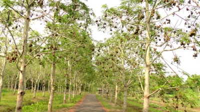 Hog plum grown in Barisal division is known for its large size and sweetness. It is rare to find a homestead without several hog plum trees while in recent years, many villagers have taken up its commercial plantation. The photo shows a hog plum orchard in Jhalakati district || Dhaka Tribune