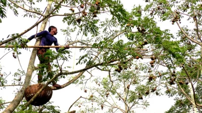 Late October is the pick of harvest time for hog plum. The harvest also facilitates seasonal employment for the local poor || Dhaka Tribune