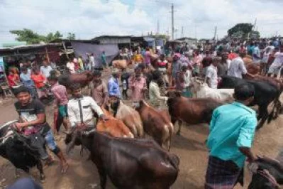 Buyers at Dhaka cattle markets wait for last minute price cuts