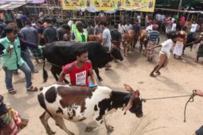 Buyers at Dhaka cattle markets wait for last minute price cuts
