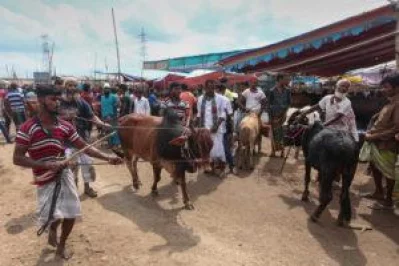 Buyers at Dhaka cattle markets wait for last minute price cuts