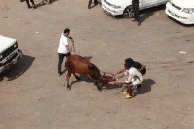 Buyers at Dhaka cattle markets wait for last minute price cuts