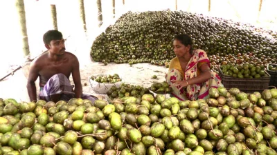 According to the Department of Agricultural Extension, about 1,339 hectares of land has been brought under hog plum plantation in the division, and this years output from the plantations would stand at 20,000 tons, up by 10-15% compared to that of the previous year.  The photo shows a hog plum market in Barisals Swarupkati upazila || Dhaka Tribune