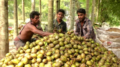 The market price of hog plum has come down because of a production boom this time around. The growers are selling per mound of hog plum at a price range between Tk900-1100, which is almost half the price they enjoyed last year.  The middlemen later package the hog plum in sacks. Each sack contains about 800 fruits. Barisals hog plum has good demand across the country and large consignments are regularly being sent to the wholesale markets in Dhaka, Chittagong and Sylhet || Dhaka Tribune 
