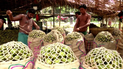 The market price of hog plum has come down because of a production boom this time around. The growers are selling per mound of hog plum at a price range between Tk900-1100, which is almost half the price they enjoyed last year.  The middlemen later package the hog plum in sacks. Each sack contains about 800 fruits. Barisals hog plum has good demand across the country and large consignments are regularly being sent to the wholesale markets in Dhaka, Chittagong and Sylhet || Dhaka Tribune 