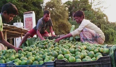 Farmers assorting oranges in Lama upazila in Bandarban | S Bashu Das/Dhaka Tribune