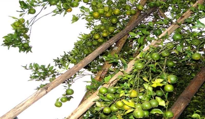 Verdant oranges in Lama upazila in Bandarban | S Bashu Das/Dhaka Tribune