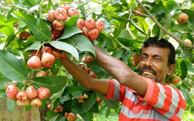 A gardener at the Uttara Community Centre gardens in Rajshahi proudly displays the heavily-laden bell fruit trees | Azahar Uddin/Dhaka Tribune