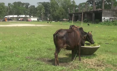 There are troughs on one side of the ground while a good number of cattle are grazing the field | Dhaka Tribune