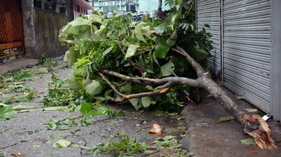 Many trees were uprooted owing to strong winds which ended up injuring many people. Photo: DHAKA TRIBUNE