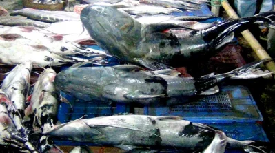 In this years fair, around 50 fishermen and fish traders from all over the country have joined the fish fair with a wide variety of fish such as baghair, boal, kalibaus, tangra gulasa, chital, rui, salmon, koi and magur||Dhaka Tribune