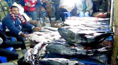 In this years fair, around 50 fishermen and fish traders from all over the country have joined the fish fair with a wide variety of fish such as baghair, boal, kalibaus, tangra gulasa, chital, rui, salmon, koi and magur||Dhaka Tribune