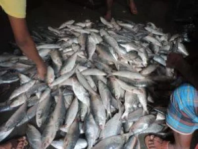 July to October is considered the peak time for catching ilish. This year, the fishermen started spotting the schools of ilish since the beginning of August. But for the last 10 days, they could catch an extra-ordinary amount | Dhaka Tribune