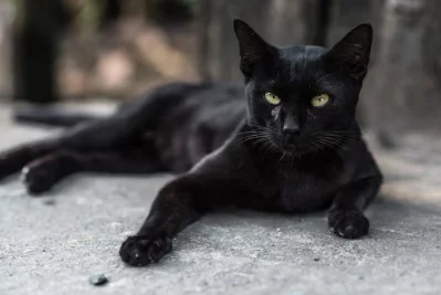 Black Cat - Just wait till I become a panther