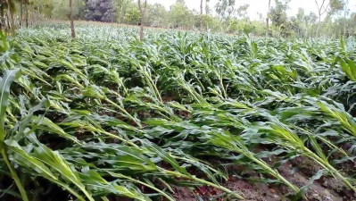 Other than Boro paddy fields, jute, corn, bitter gourd, and other vegetable fields were destroyed fully or partially in the storm. But the storm hit the mango and lychee groves the hardest | Ariful Islam/Dhaka Tribunern