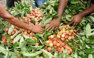Ripe lychees priced at Tk260-280 for every bunch of 100 are prepared to be shipped across the nation | Azahar Uddin/Dhaka Tribune