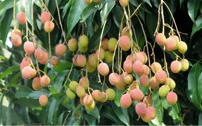 Unripe lychees hang from a tree in Rajshahi | Azahar Uddin/Dhaka Tribune