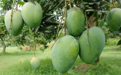 Mango trees weigh down heavy with fruit | Azahar Uddin/Dhaka Tribune