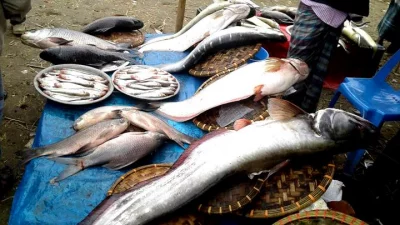 For people in the locality and beyond, Sherpur fish fair is a very special event as it provides them with an opportunity to sell and buy different varieties of fish, including those species currently on the brink of extinction||Dhaka Tribune