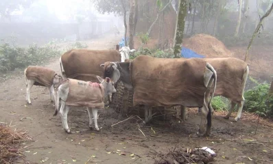 Normal life has been disrupted as a moderate cold wave is sweeping over Panchagarh. Even the cattle had to be provided with some covering of jute sacks over the rumps to battle the pinching weather|| Dhaka Tribune