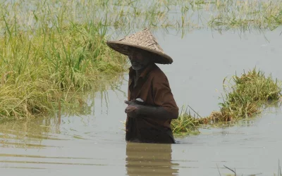 Farmers of Rajshahiu2019s Tanor and Mohanpur villages have been facing great difficulty in harvesting their crop since the overflow of the Beelkumari beel, which wades throughout these two villages, began AZHAR UDDIN/DHAKA TRIBUNE 