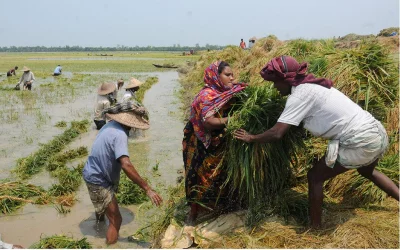 Farmers living by the banks of Beelkumari beel were working round the clock to save the as much crop as they could from flood caused by the overflow of the beel AZHAR UDDIN/DHAKA TRIBUNE