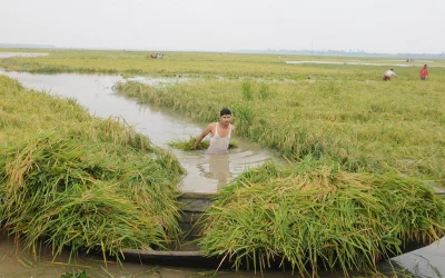 Farmers were working hard to load crop on boats so that they can later dry up the soaked paddies AZHAR UDDIN/DHAKA TRIBUNE
