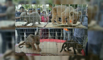 Police rescued four tiger and lion cubs that they said were being smuggled to India on November 13, 2017rnPhoto: MD TAUHID-UZ-ZAMAN