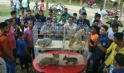 Police rescued four tiger and lion cubs that they said were being smuggled to India on November 13, 2017rnPhoto: MD TAUHID-UZ-ZAMAN