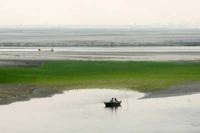 Paddy has been sowed in what used to be the Teesta riverbed in Rangpur