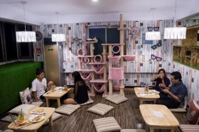 This photo taken on July 15, 2017 shows patrons sitting at low tables at the Catpuchino Cafe in Yangon while a cat looks down at them from a shelf | AFP