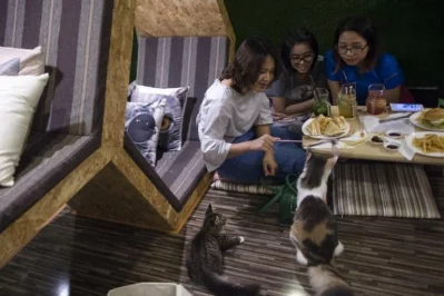 This photo taken on July 15, 2017 shows customers interacting with cats at the Catpuchino Cafe in Yangon | AFP