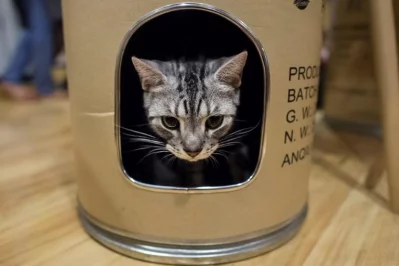 This photo taken on July 15, 2017 shows a cat peeking out from inside a cylinder-shaped space for cats at the Catpuchino Cafe in Yangon | AFP