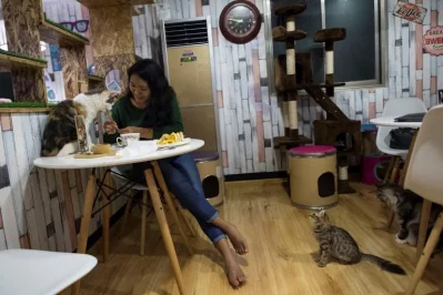 This photo taken on July 15, 2017 shows a woman interacting with a cat at the Catpuchino Cafe in Yangon | AFP