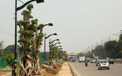 As a part of a beautification project, 85 bonsai Ficus trees imported from China and Thailand have been planted | Syed Zakir Hossain/Dhaka Tribune - 