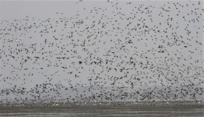 Birders counted 5,418 birds of 38 species at Baikka Beel (natural depression) of Hail Haor at Shrimangal, Moulvibazar district during a survey on January 24-26 || Courtesy