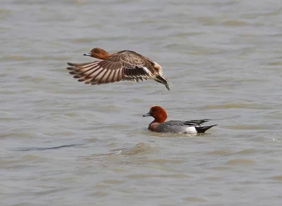 A pair of common pochards || Courtesy