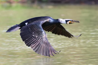 A great cormorant in a flight || Courtesy