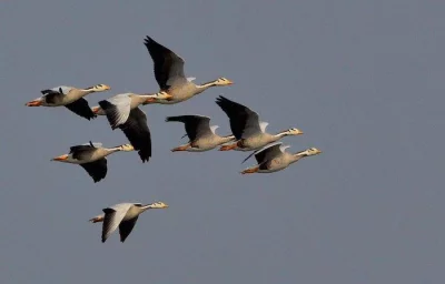 Stretching over 181.15 square kilometre wetland area in five northeastern upazilas in Moulvibazar and Sylhet districts, Hakaluki Haor harnesses a total of 283 beels (natural depressions), interlinked by 10 rivers and numerous canals. Every winter, 45-50 bird species flock across this wetland during winter || Courtesy
