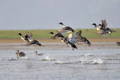 A joint team of Climate Resilient Ecosystem and Livelihood and Bangladesh Bird Club counted 45,100 birds of 44 species during a survey in Hakaluki Haor on February 3 and 4 || Courtesy