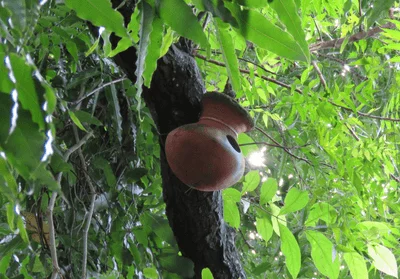 BFRI is home to at least 69 bird and 113 tree species. It has taken up a project to help birds breed successfully | Dhaka Tribune rn