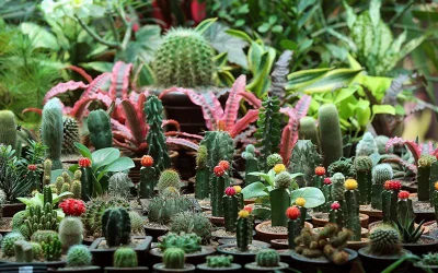 In pictures: Tree Fair 2018