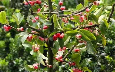 In pictures: Tree Fair 2018