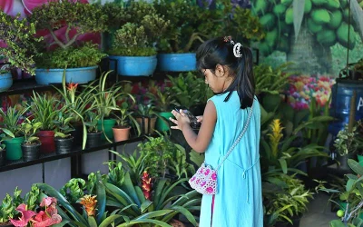 In pictures: Tree Fair 2018