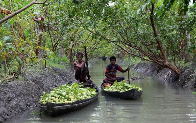 Floating market of guavas Syed Zakir Hossain/Dhaka Tribune