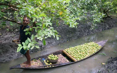Floating market of guavas Syed Zakir Hossain/Dhaka Tribune