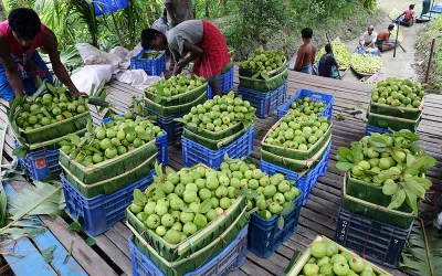 Floating market of guavas  Syed Zakir Hossain/Dhaka Tribune